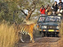 Golden Triangle & Ranthambore