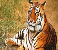 Ranthambore