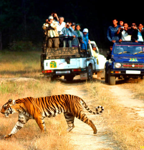 Bandhavgarh