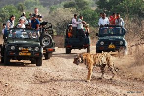Tiger Safaris & Wildlife in India