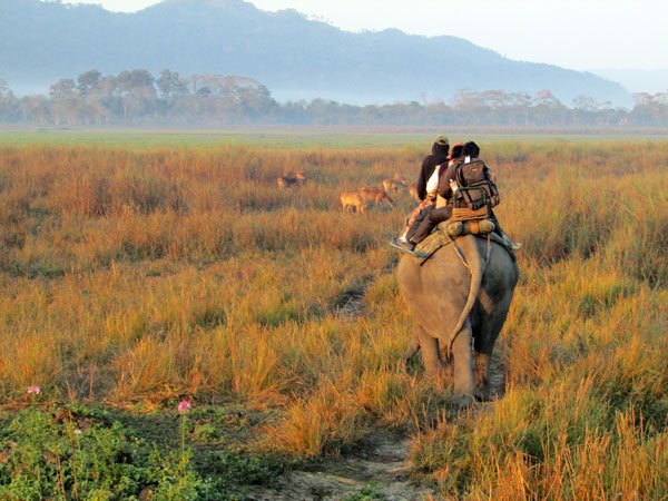 Tadoba